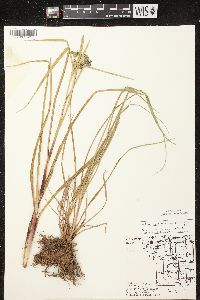 Scirpus microcarpus image