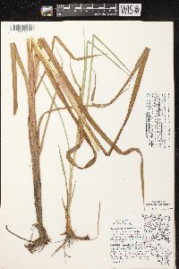 Scirpus microcarpus image