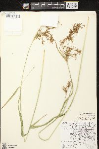 Scirpus pendulus image