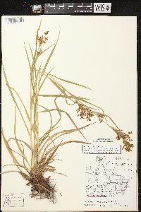 Scirpus pendulus image