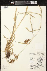 Scirpus pendulus image