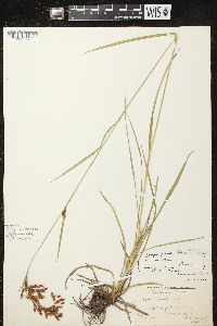 Scirpus pendulus image