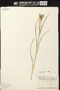 Scirpus pendulus image