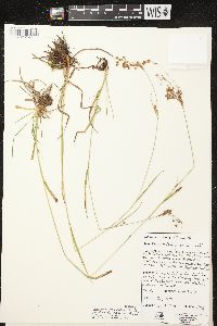 Scirpus pendulus image