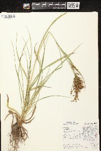 Scirpus pendulus image