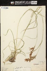 Scirpus pendulus image