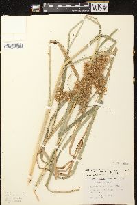 Scirpus pedicellatus image