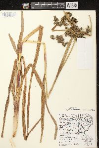 Scirpus microcarpus image