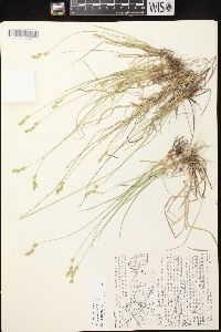 Carex foenea image