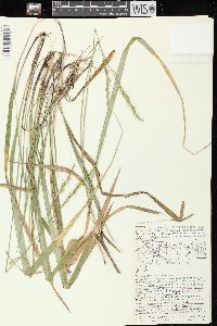 Oryzopsis asperifolia image