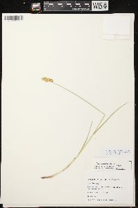 Carex adusta image