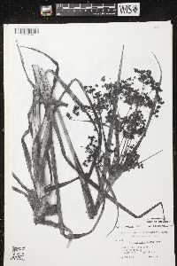 Scirpus microcarpus image