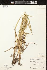 Scirpus hattorianus image