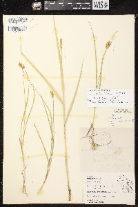 Carex bebbii image