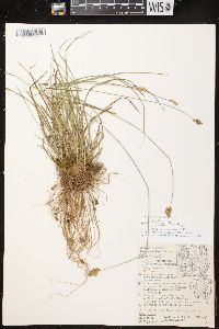 Carex bebbii image