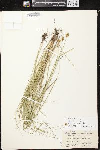 Carex bebbii image