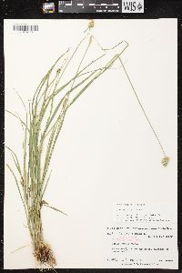 Carex bebbii image