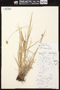 Carex bebbii image