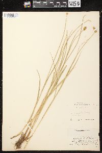 Carex bebbii image