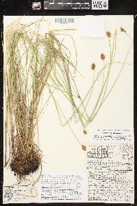 Carex bebbii image