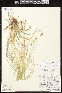 Carex bebbii image