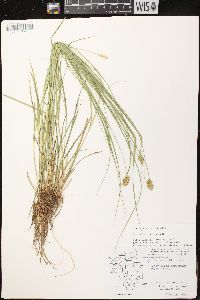 Carex bebbii image