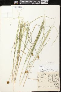 Carex bebbii image