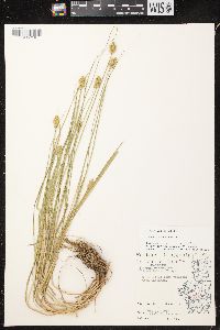 Carex bebbii image