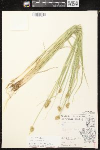 Carex bebbii image