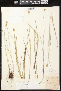 Carex bebbii image