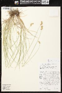 Carex brevior image