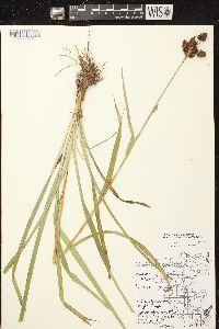 Scirpus hattorianus image