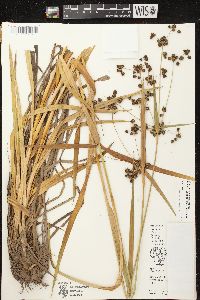 Scirpus hattorianus image