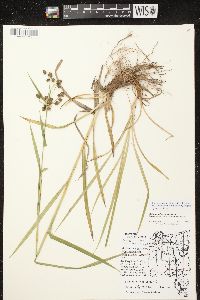 Scirpus hattorianus image