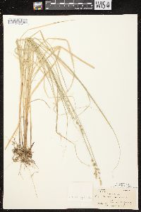 Carex canescens subsp. canescens image