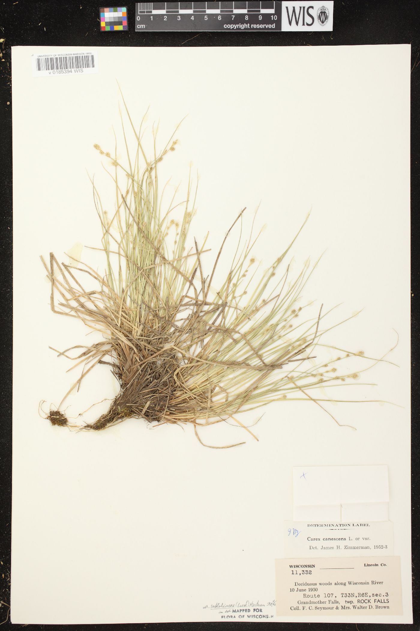 Carex canescens subsp. canescens image