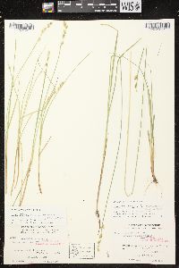 Carex canescens subsp. canescens image