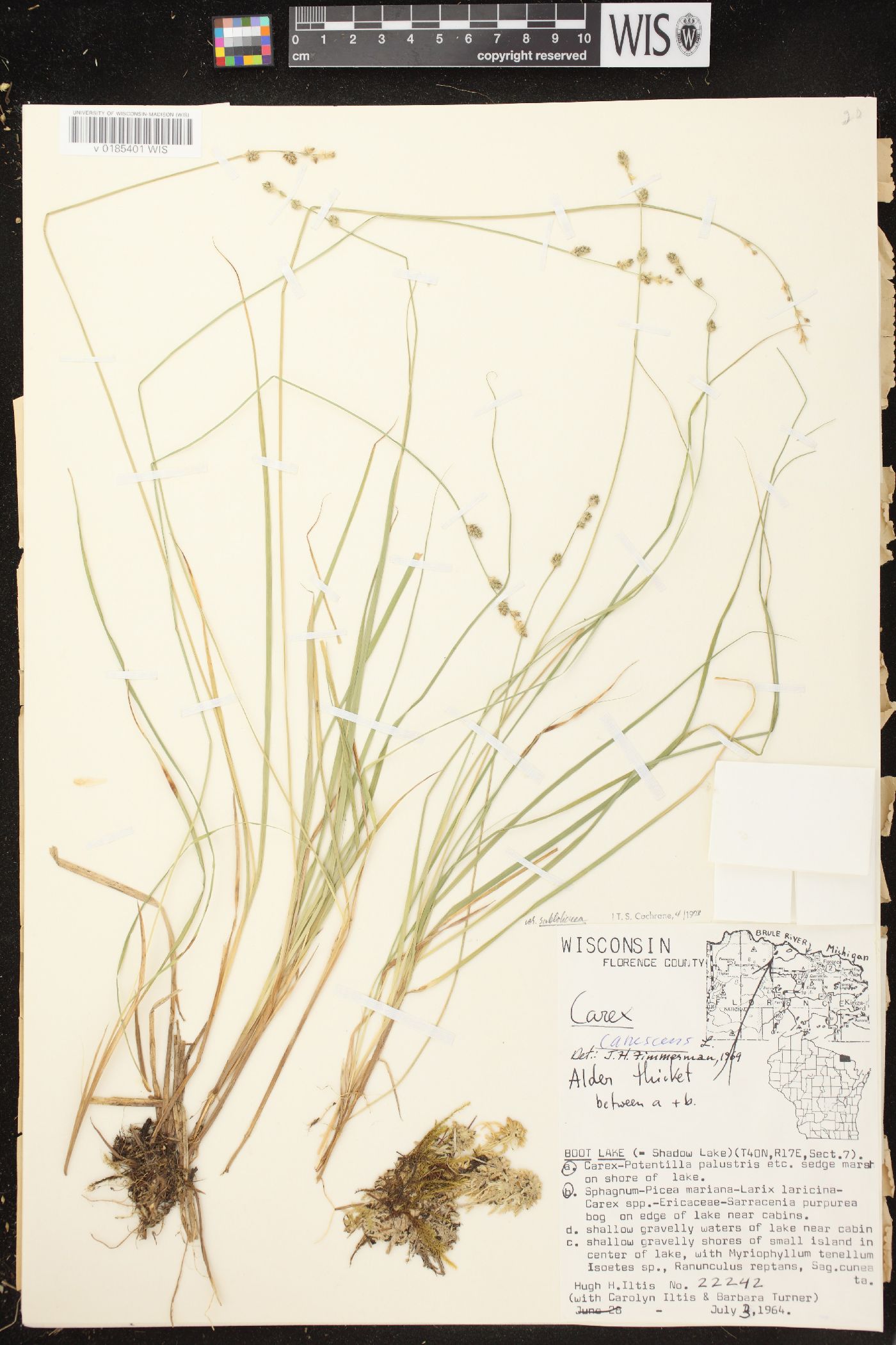 Carex canescens subsp. canescens image