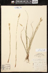 Carex castanea image