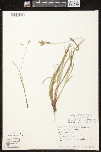 Carex castanea image