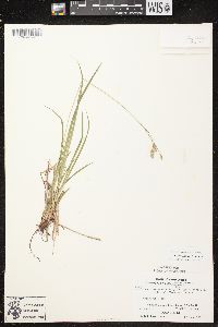 Carex castanea image