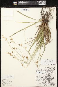 Carex castanea image