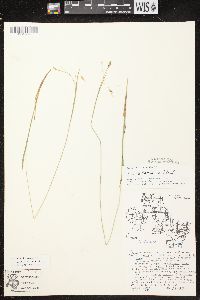 Carex castanea image