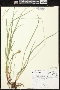 Carex castanea image