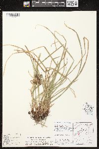 Carex castanea image