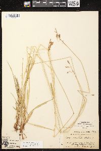 Carex castanea image