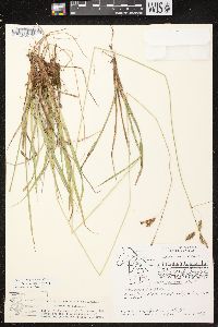 Carex castanea image