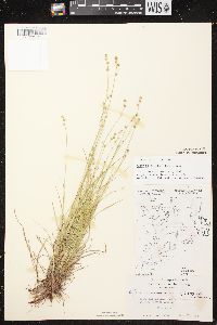 Carex brunnescens subsp. sphaerostachya image