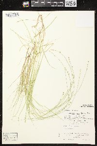 Carex brunnescens subsp. sphaerostachya image