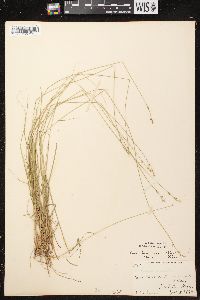 Carex brunnescens subsp. sphaerostachya image